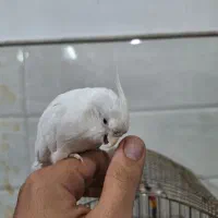 عروس هلندی سخنگو|پرنده|قم, سید معصوم|دیوار