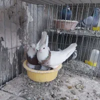 دونه ۱۰۰ کبوتر رنگی