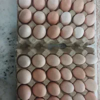 تخم مرغ محلی