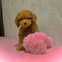 توی پودل اصل پسر ۸۰ روزه شیطون اما عاقل