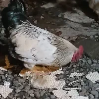 خروس بالغ|حیوانات مزرعه|رشت, سیا اسطلخ|دیوار