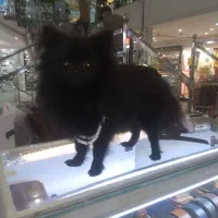 سگ پامرانین اصل بلک