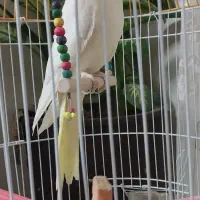 عروس هلندی نر ، حدود یکساله