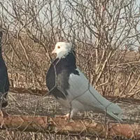 سلام من اون کفترو چند روز پیش صید کردم