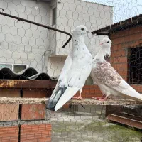 فروش کبوتر پرشی