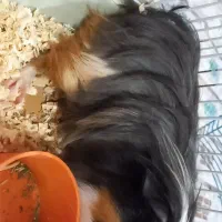 همستر، خوکچه هندی|موش و خرگوش|اهواز, آریاشهر|دیوار