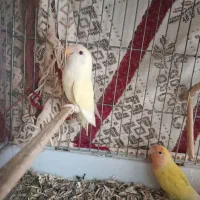 طوطی برزیلی