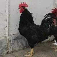 خروس و مرغ سیاه. مشکی تخمگذار جوان