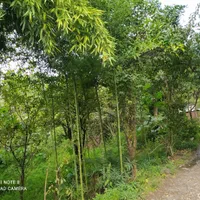 ویلای ۱۰۰متریدر رضوانشهر|فروش خانه و ویلا|رضوانشهر, |دیوار