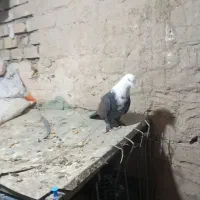 کربلایی نر جوون قرقرو  کفتر طرقبه