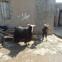 دوعددنربزجوان|حیوانات مزرعه|پلدختر, |دیوار