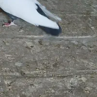 کبوتر دم سیاه|پرنده|قزوین, |دیوار