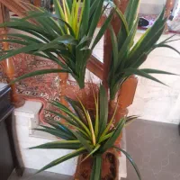 درختچه نخل مصنوعی|گل مصنوعی|مراغه, |دیوار