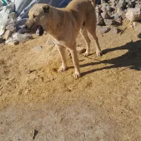 سگ نژاد دار|سگ|دهگلان, |دیوار