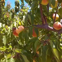 روستا پسندویه باغ با درختان ثمری و سهمیه آب|فروش زمین و ملک کلنگی|کوهبنان, |دیوار