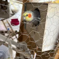 فروش عروس هلندی|پرنده|تهران, تاکسیرانی|دیوار