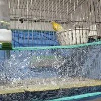 جفت قناری|پرنده|شیراز, کوشک میدان|دیوار