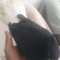 کبوتر|پرنده|همدان, |دیوار