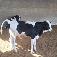 گوساله نر ۶ ماهه