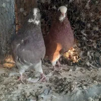 کبوتر پرشی|پرنده|مبارکه, |دیوار