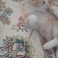 گربه|گربه|مشهد, نوید|دیوار