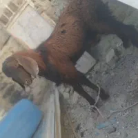 گوسفند پاچن|حیوانات مزرعه|سراوان, |دیوار