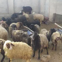 شک بره گوسفند قوچ