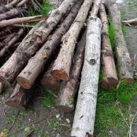 فروش چوب|خدمات باغبانی و درختکاری|بندر انزلی, ساحل قو|دیوار