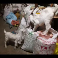 بز گلابی اصل با دوتا بزغاله نروماده و نر بز گلابی|حیوانات مزرعه|کرمانشاه, |دیوار