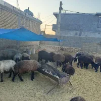 گوسفندوشیشک ماده ومیش
