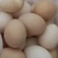 تخم مرغ محلی|خوردنی و آشامیدنی|شیروان (خراسان), |دیوار