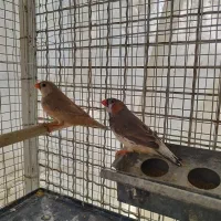 فنچ،کبوترزینتی