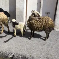 میش بره(شیشک زا اول و دوم)