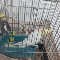 عروس هلندی|پرنده|قرق, |دیوار