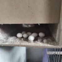 جفت طوطی برزیلی مولد|پرنده|بومهن, |دیوار