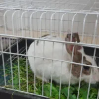فروش خرگوش با قفس