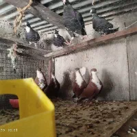 قرمز ریش کلاهی نر ماده عروسک|پرنده|بم, |دیوار