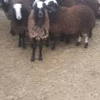 گوسفندشالی