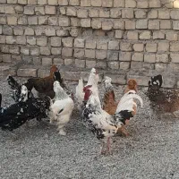 تخم نطفه نطفه دار گلین لری مرغ خروس جوجه