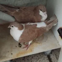 ساده زرد یک جفت
