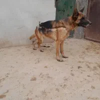 سگ ژرمن شپرد نر و ماده