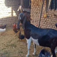 بز پاکستانی|حیوانات مزرعه|اردکان, |دیوار