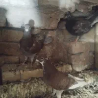 ۴ تا جوجه جوانه|پرنده|تربتحیدریه, ترمینال|دیوار