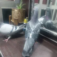 کبوتر|پرنده|بروجرد, |دیوار