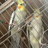 ۶ عدد پرنده