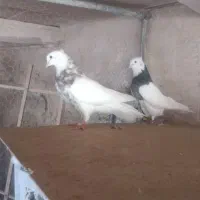 نر طوقی|پرنده|قم, یزدانشهر|دیوار