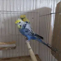 مرغ عشق پروانه ای مرغ مینا معاوضعه