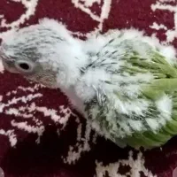 جوجه گیرینچیک یک ماهه زیر پدر و مادر و سرلاکی