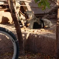 سگ نگهبان و گله|سگ|کرمان, |دیوار