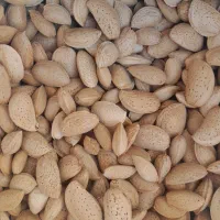 بادام آبی|خوردنی و آشامیدنی|شیراز, شریف‌آباد|دیوار